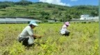 药香满彝山！奉甘协作海棠金银花迎来首茬采收