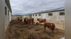 农户拎牛入驻　甘肃华亭“链”就生意经