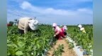 甘肃灵台引来灌溉活水　蔬菜产业“椒”香四溢