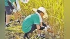 来南昌九洲公园 上一堂“稻花香里”的劳动课