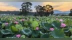 广昌县：千亩莲池醉游人（图）