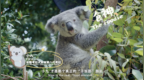 《我是考拉，欢迎光临我们的家》温情收官：一个八代考拉大家族，二十年的爱与守候