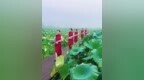 万亩莲田当T台，广昌“霓裳”国风莲田秀太绝了