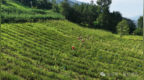 美姑连渣洛河畔：高山黄花铺就金色致富路