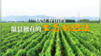 以豆养山药，温县独有的生态制肥法