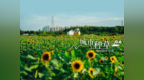 免费开放！宁波这片花海，进入最佳观赏期