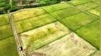 抢收早稻、抢栽晚稻，崇仁“双抢”农忙正当时