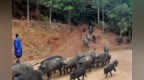 江西德兴：口哨调遣山林“野”猪（图）