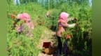 盐碱地里种“玛瑙”　一“杞”解锁甘肃临泽好丰景