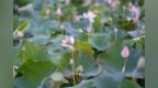 花期多3个月！每天新开约2000朵！超美的“太空莲”就在鄞州这里→