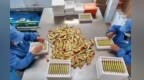 甘肃华亭解锁新“蜜”方　“蜂”味好物花式出圈