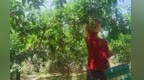桃李杏轮番成熟　甘肃崆峒采摘游火爆出圈