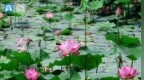 节气里的大美东营丨大暑荷正盛 赏景正当时