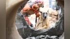 全国首部搜救犬废墟搜救能力建设地方标准正式发布