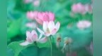 莲荷相伴舞太极　一池青绿入画来