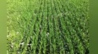甘肃临泽30万亩制种基地迎“体检”　技术人员把脉开方