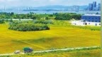 南昌：沃野千里 稻浪翻金（图）
