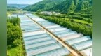 甘肃灵台共富产业园内好“丰”景　这样“蔬”写致富经