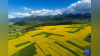 夏日多彩高原
