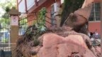 广西一公园大树倾倒3人身亡