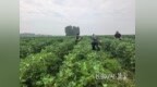 沧州东光：棉瓜套种巧赋能 立体种植助增收