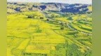祁连山脚下　肃南皇城镇的丰收序曲已经奏响