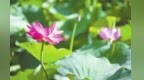 甘肃人的解暑哲学　藏在这份“两极”智慧里