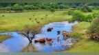 泰和县：生态牧场景美如画（图）