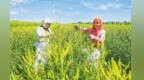 甘肃环县黄花菜采摘忙