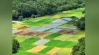 亩产4000余元、稳产周期20年以上，宜黄山香圆铺就生态富民路