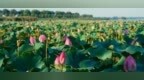 赏荷正当时！太白湖景区赏荷观光车专线上线