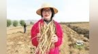 返乡新农人扎根旱塬近十年　玩转中药材产业高端局
