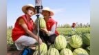 甘肃金川遇“甜蜜烦恼”　急盼“吃瓜群众”解困