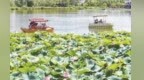 外地游客慕名打卡　白银湿地公园开启夏日限定浪漫