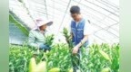一颗种球的“芯”动力　兰州新区百合种球繁育突破带动花卉产业升级