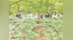 安康：以种质破局带动产业全链升级