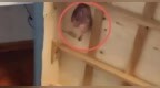 合肥女子收房时发现吊顶流出血水，原房东疑因“卖亏了”在房中藏死鸡报复