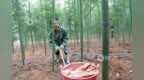 “乐安竹笋”品牌价值跃升至19.46亿元