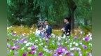“夏”一站去哪　甘肃永昌这片生态花海藏不住了
