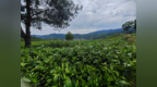 走出杨凌看示范｜秦巴云雾出好茶 杨凌科技富茶乡