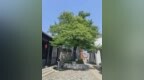 一树一档、一树一策，扬州发布2026年1号林长令