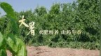 大暑：水肥慢养，山药生香