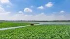 采风羲皇故里 赋能文旅出圈｜探访淮阳寻文脉荷韵