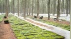 让“碎片化”山林变身“连片化”宝地！贵溪市创新推行林业标准地建设运营模式