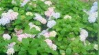 柞水：藏在西安周边的宝藏避暑地，美景、戏水、NPC演艺、绣球花海体验感拉满