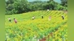 甘肃田园“丰”景别样美