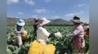 甘肃庄浪夏日丰收图景：高原夏菜连片成景
