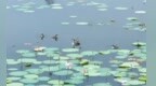 荷风送香鸟翩跹 鱼台惠河湿地绘就盛夏生态画卷