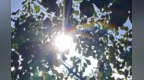 36℃高温来袭！江西晴热天气回归 进入中伏最热时段