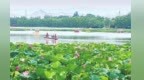 甘肃白银水川这片荷塘　藏着西北最温柔的夏天